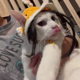 あいくん 里親様募集中の画像