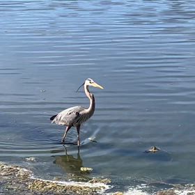 アメリカ、シカゴ在住。日常のひとコマの画像