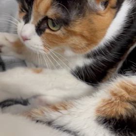 寝ぼけた顔が一番かわいい！の画像