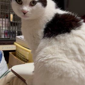 代弁するさぶ君の画像