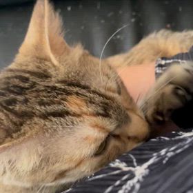 もみもみエンドレス。の画像