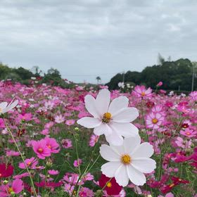 KIN222  白い風　白い風　音１の画像