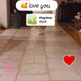 我が家の愛犬の画像