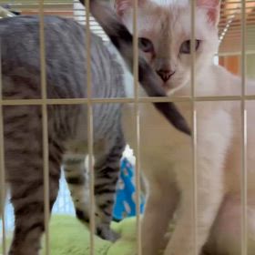 譲渡会参加猫さや、そうかちゃんの画像