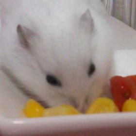 弱音は吐くけど重たいのはヤの画像