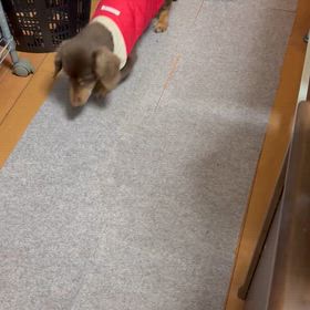 歩きまわるはなちゃんの画像