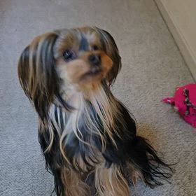 ライルの朝活の画像