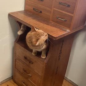 2024/03/02今週のハナの画像