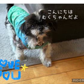 むくちゃん元気にしていますの画像