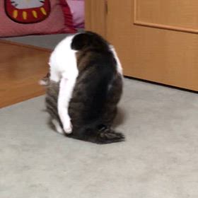 ペンギンデール、デール、デール。絶対わかってないなぁ…の画像