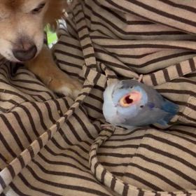 ラウル父さん15歳のハッスルの画像