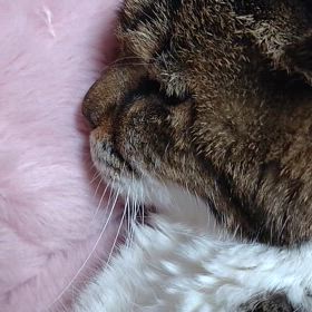 ももぇと蜜月。延々猫吸い㊥の画像