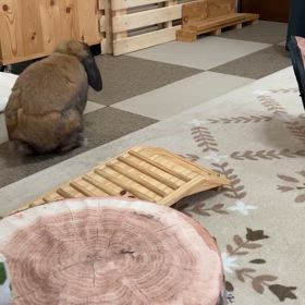 飼い主に似てる^^の画像