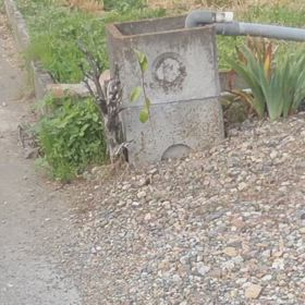 ゆらゆらの画像