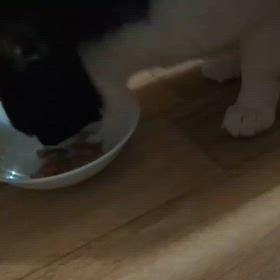 りん食べてますの画像