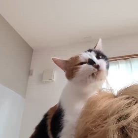 身だしなみ整った( *´艸`)の画像