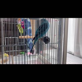 初めてあやまることを覚えた日(*´艸`)ﾌﾌﾌｯ♡の画像