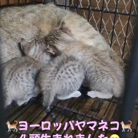 ヨーロッパヤマネコ　ベビーの画像