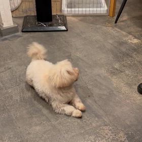 アムちゃんの画像