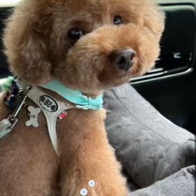 手乗り空悟の画像