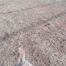 フリースピーの画像