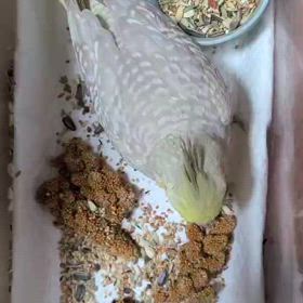 おかめのぽぽ太 生後37日成長記録の画像