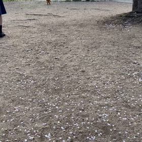 高速のドッグランの画像