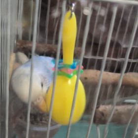 マラ  カスオモチャ大好きの画像