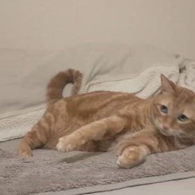 ひとこと日記の画像