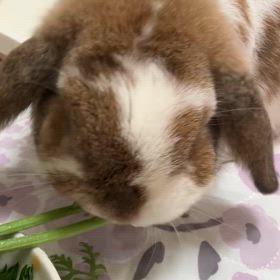 にんじんの葉っぱ大好きの画像