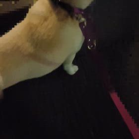 お犬様の趣味の画像