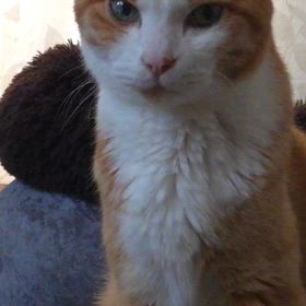 節分にゃ～の画像