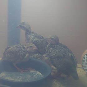 イワシャコちゃんぞくぞくと産まれてます♪の画像