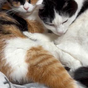 気になる気になるらしいの画像