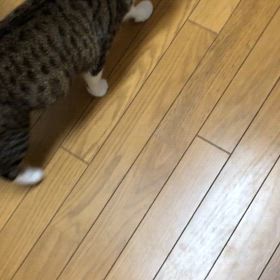 これじゃ泳げない。デールの怒るツボ。の画像