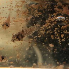 コリドラス ゼブリーナ 稚魚 生後3週間    ”コリドラス 産卵”の画像