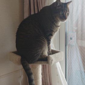 オリンピックにゃんこの画像