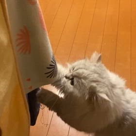 ガシガシの画像