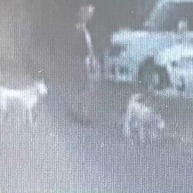 奥さんの散歩の画像