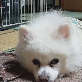 僕は僕のチュルルを食べたのの画像