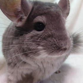 ご家族様募集中のチンチラくん♂の画像