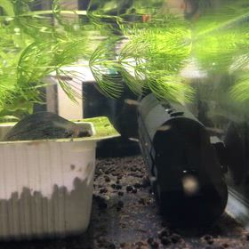 浮上しましたの画像