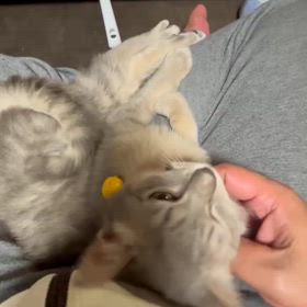 里親様からの画像