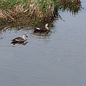 あんぱん・カモ・ヘッドスパの画像