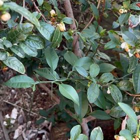 お茶の木の花が満開になりました。の画像