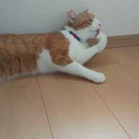 ちゃちゃ丸通信 第11号ー！の画像