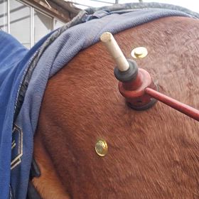 ♪指圧の心は・・・母～心♪♪の画像