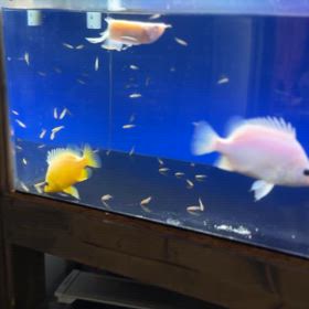 300万と350万の魚！プラチナ蛍光イエローとプラチナダトニオ！の画像
