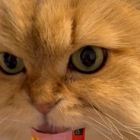 ひなくんのご褒美タイムの画像