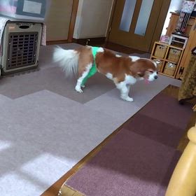 キャバリア　ノア　抜糸の画像